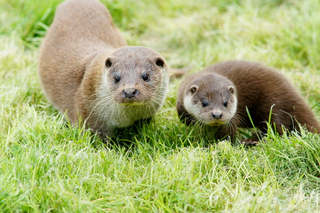 Two wild otters at the wetland centre