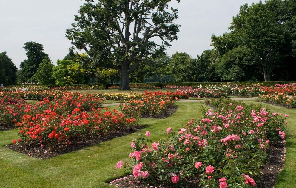 The Rose Garden, Hyde Park Photos - TripTide