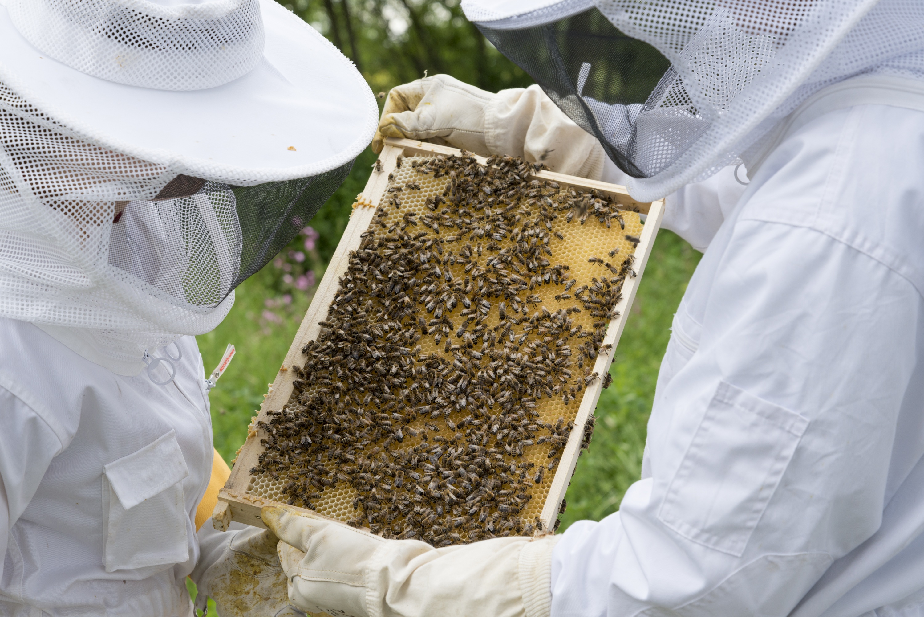 Что делает пчеловод. Пчеловодное хозяйство "Пасечник Шишкин". Пчелы в улье. Сельское хозяйство Пчеловодство. Пчелы пасека.