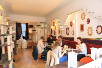 <p>The Cat Cafe - <a href='/journals/catcafe'>Click here for more information</a></p>