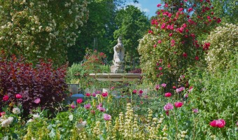 <p>The Rose Garden, Hyde Park - <a href='/journals/rose-garden-hyde-park'>Click here for more information</a></p>