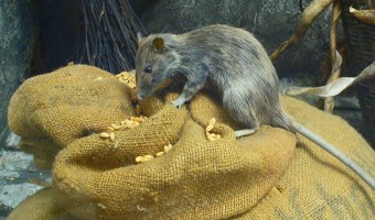 <p>The Plague Pits of London - <a href='/articles/plague-pits'>Click here for more information</a></p>