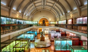 <p>The Horniman Museum - <a href='/triptoids/horniman-museum'>Click here for more information</a></p>