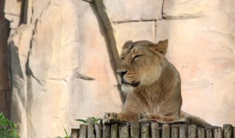 <p>London Zoo - <a href='/shop/london-zoo'>Click here for more information</a></p>