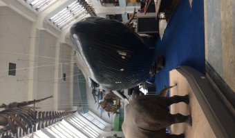 <p>Natural History Museum - <a href='/journals/natural-history-museum'>Click here for more information</a></p>