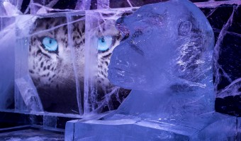 <p>The Icebar - <a href='/triptoids/icebar'>Click here for more information</a></p>