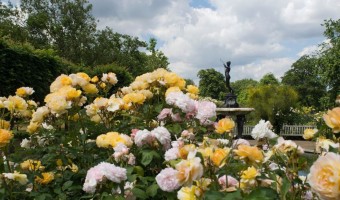 The Rose Garden, Hyde Park