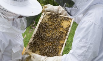 The Hive Honey Shop