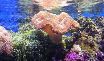 <p>The Underwater World  at Sea Life - <a href='/journals/london-aquarium'>Click here for more information</a></p>