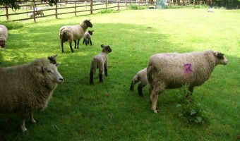 <p>Hackney City Farm - <a href='/triptoids/hackney-city-farm'>Click here for more information</a></p>