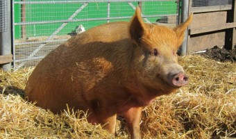 <p>Hackney City Farm - <a href='/triptoids/hackney-city-farm'>Click here for more information</a></p>